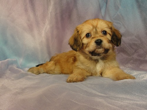 Male cavachon puppy for sale #14 Born January 1, 2012